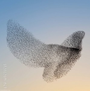 Thousands of starlings taking the shape of a bird